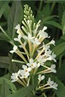 /Images/johnsonnursery/Products/Woodies/Buddleia_Flutterby_Petite_Snow_White_-_Ball.jpg