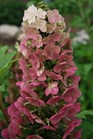 /Images/johnsonnursery/Products/Woodies/HDN_Jetstream_-_1st_Editions.jpg