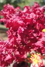 /Images/johnsonnursery/Products/Woodies/Lagerstroemia_Siren_Red_3090413_for_web.jpg