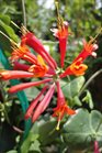 /Images/johnsonnursery/Products/Woodies/Lonicera_Major_Wheeler_for_web.jpg
