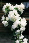 /Images/johnsonnursery/Products/Woodies/PHD_Snow_White_-_1st_Editions.jpg