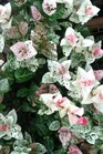 /Images/johnsonnursery/Products/Woodies/Trachelosperma_Snow_in_Summer.jpg