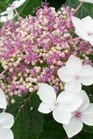 /images/johnsonnursery/Products/pics/1344-1.jpg