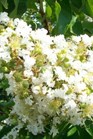 /images/johnsonnursery/Products/pics/1417-1.jpg