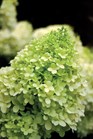 /images/johnsonnursery/Products/pics/1886-1.jpg