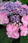 /images/johnsonnursery/Products/pics/2270-1.jpg