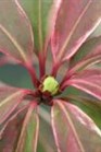 /images/johnsonnursery/Products/pics/2276-1.jpg