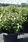 /images/johnsonnursery/Products/pics/79-1.jpg