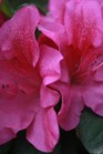 /images/johnsonnursery/Products/pics/966-1.jpg