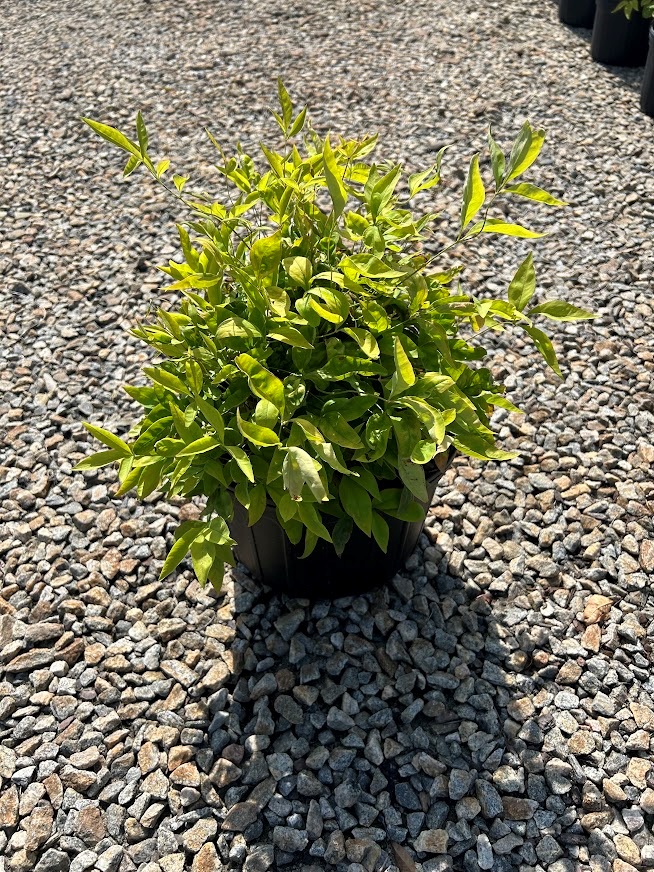 Gold Lace Juniper  Nature Hills Nursery