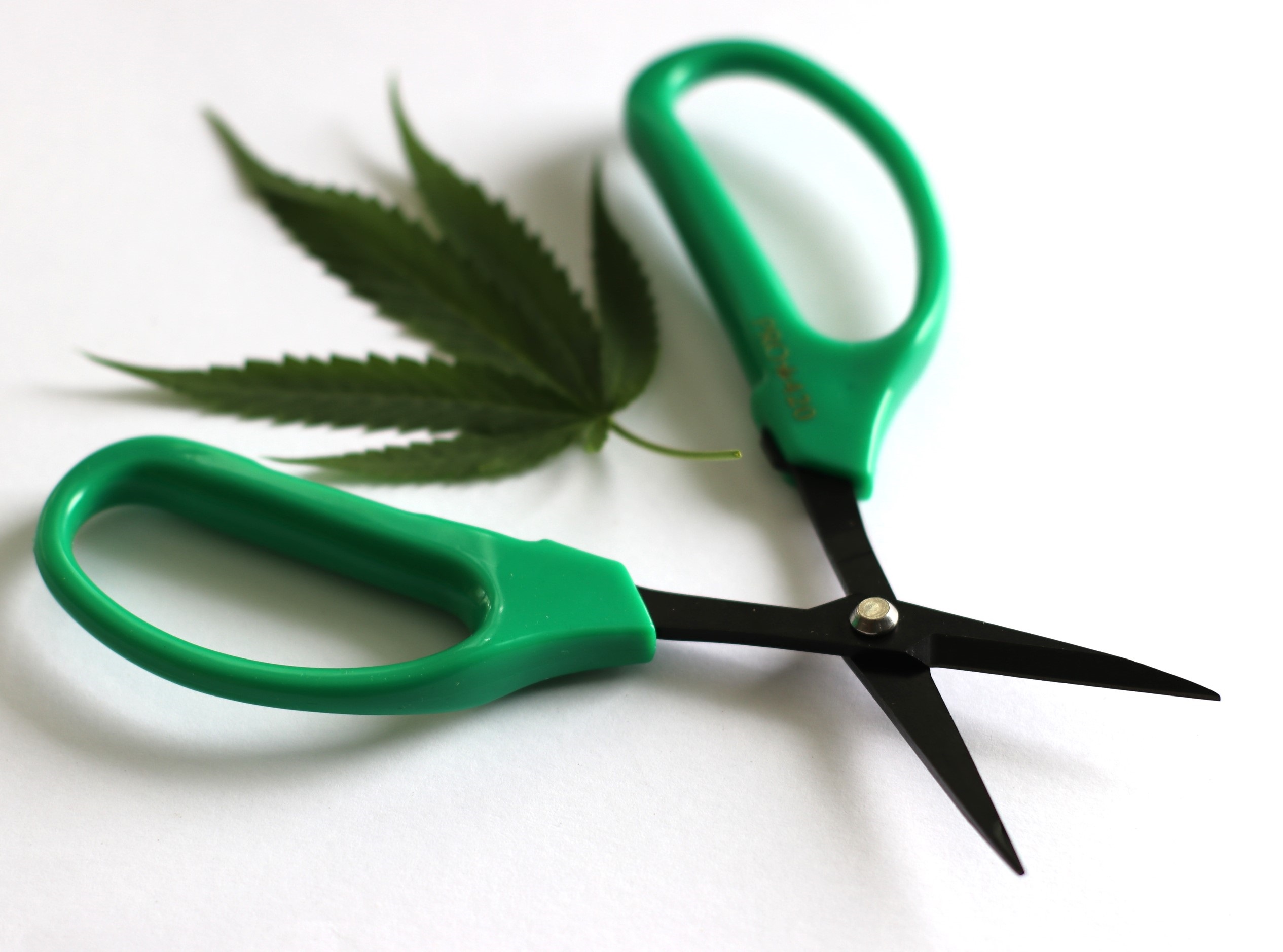 PRO 420 Classic Scissors-Professional grade scissors for trimming plants-Bud Trimming Bonsai Scissors - PRO 420 Scissors