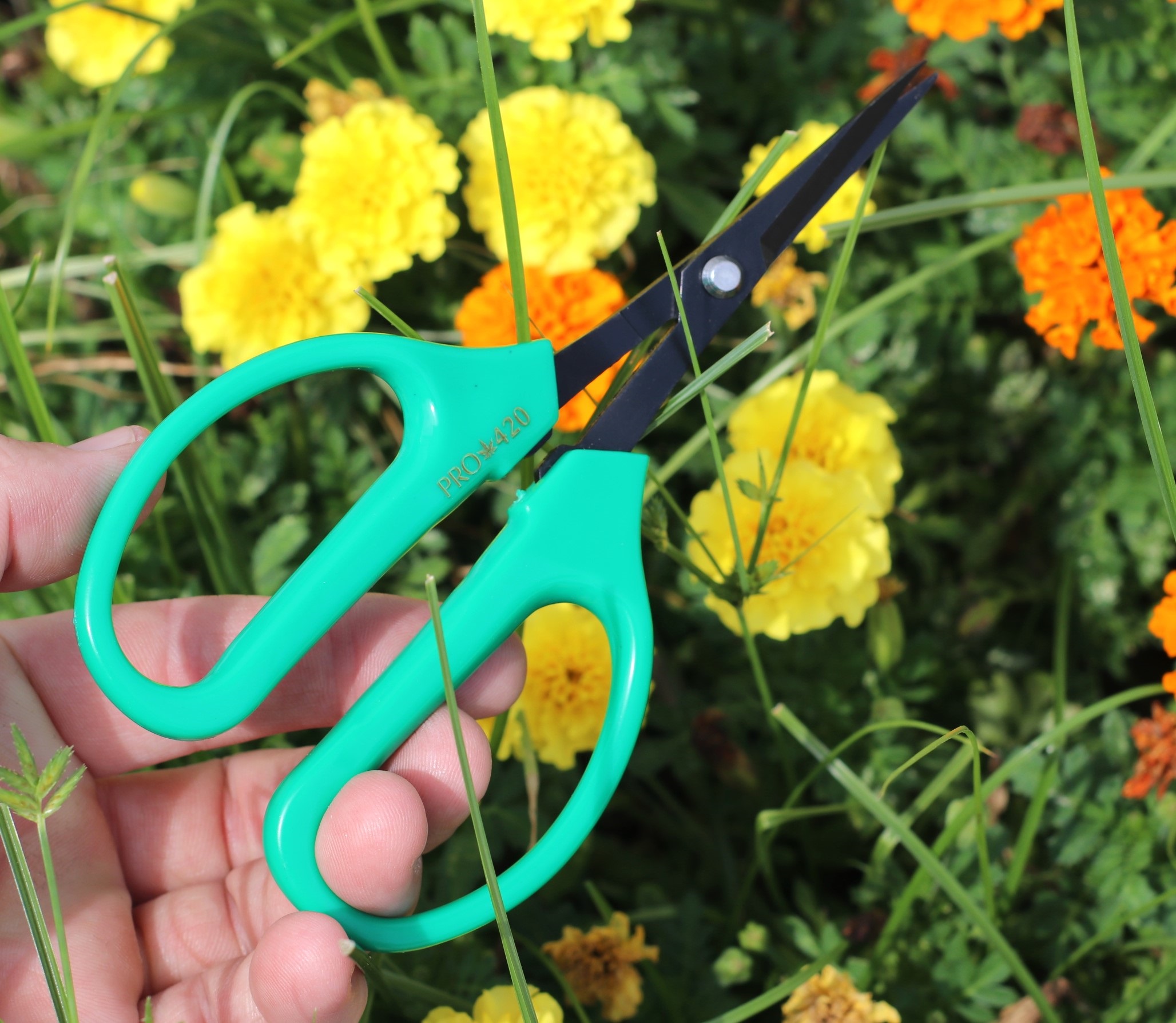 PRO 420 Scissors - 6 Pack of Classic Bonsai Professional Trimming Scissors for Cannabis - Classic Bonsai Scissors